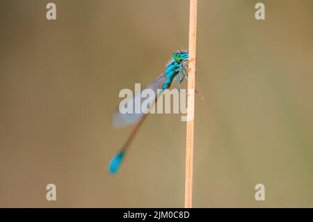 Eine blaue Libelle sitzt auf einem Stiel auf einer Wiese Stockfoto