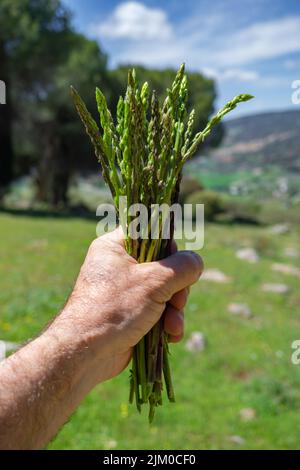 Ein Mann hält einen Haufen Spargel auf dem Feld mit Bergkulisse im Hintergrund Stockfoto