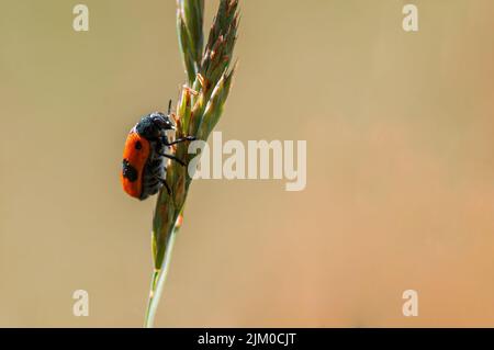 Ein Ameisenbeutelkäfer sitzt auf einem Stiel auf einer Wiese Stockfoto