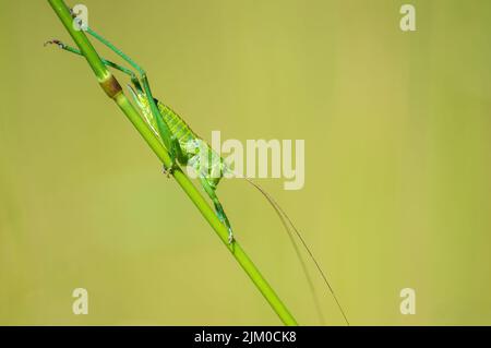 Eine grüne Heuschrecke sitzt auf einem Stiel auf einer Wiese Stockfoto