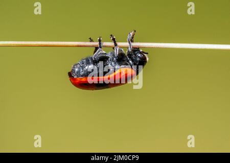 Ein Ameisenbeutelkäfer sitzt auf einem Stiel auf einer Wiese Stockfoto