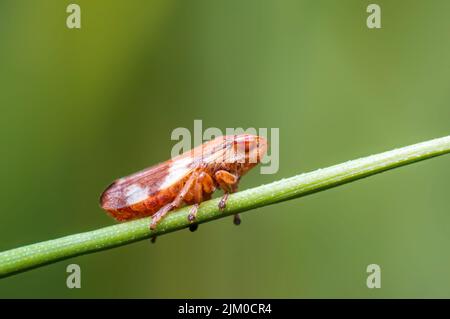 Eine Zikade sitzt auf einem Stiel auf einer Wiese Stockfoto