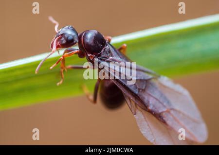 Eine große schwarze Ameise sitzt auf einem Stiel auf einer Wiese Stockfoto