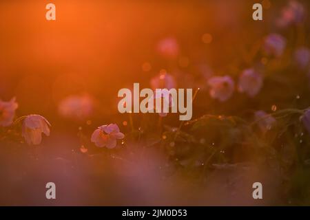 Eine Nahaufnahme von winzigen rosa Blüten in Sonnenlicht in Bad Oldesloe, Deutschland Stockfoto