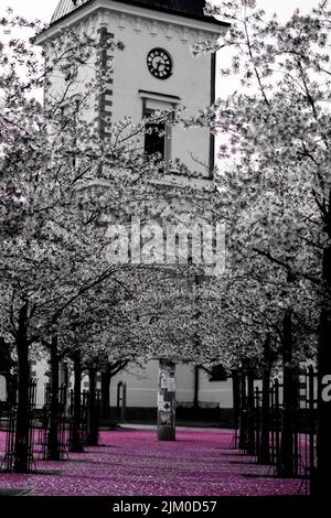 Ein vertikaler Blick auf weiße Kirschblüten entlang eines Pfades, der zu einem weißen Gebäude führt Stockfoto