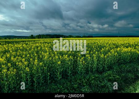 Die gelben und grünen Vergewaltigungen auf dem Feld auf dunklem bewölktem Himmel Hintergrund Stockfoto