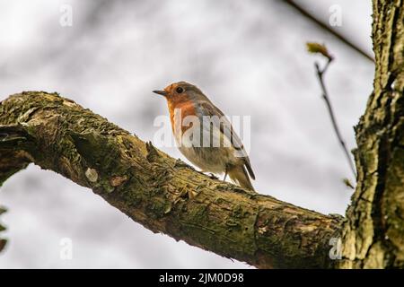 Nahaufnahme eines europäischen Rotkehlvogels, der auf einem Ast thront Stockfoto