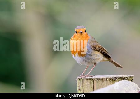 Eine Nahaufnahme eines europäischen Rotkehlvogels, der auf einem Holzstumpf thront Stockfoto