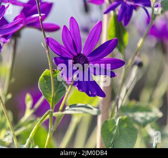 Eine Nahaufnahme einer violetten Gänseblümchen, die im Garten auf einem verschwommenen Hintergrund wächst Stockfoto