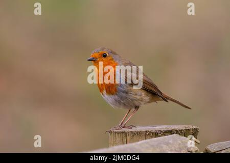 Eine Nahaufnahme eines europäischen Rotkehlvogels, der auf einem Holzstumpf thront Stockfoto