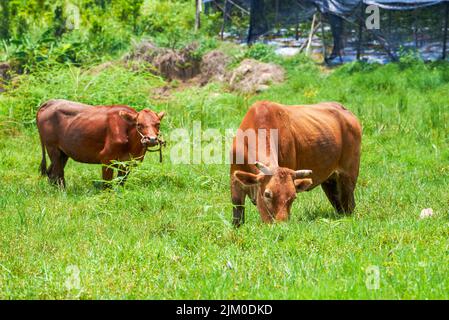 Kuh auf dem Feld auf dem Land Stockfoto