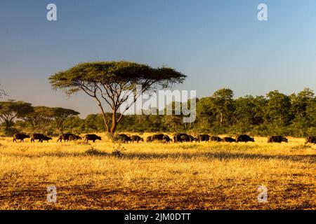 Eine szenische Aufnahme eines Dachdornakazie und einer Herde afrikanischer Büffel Stockfoto