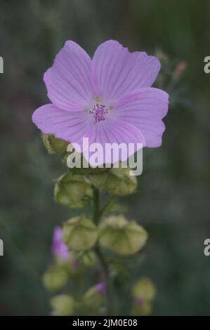 Eine wunderschöne Blume aus Schnittblättriger Malve im unscharfen Hintergrund Stockfoto