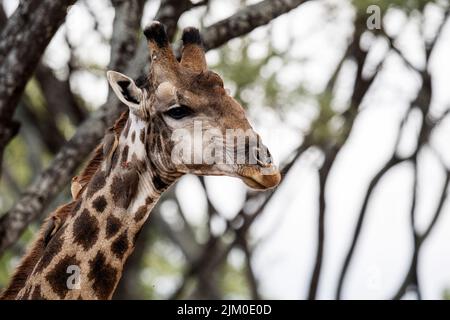 Nahaufnahme einer Giraffe mit zwei Gelbschnabelvögeln am Hals Stockfoto