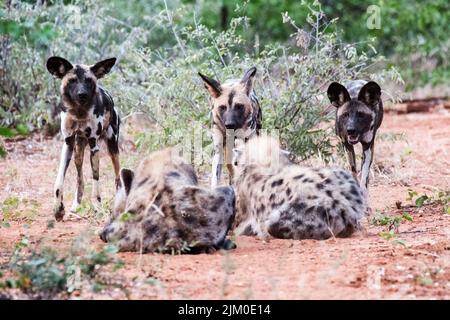 Eine Nahaufnahme von gefleckten Hyänen und afrikanischen Wildhunden Stockfoto