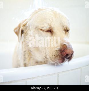 Habe ich Seife in meinen Augen? Ein entzückender Hund, der zu Hause ein Bad hat. Stockfoto