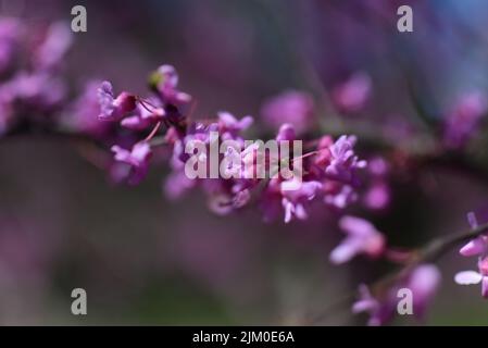 Eine selektive Fokusaufnahme von schönen violetten östlichen Rotknospen, die an einem Frühlingstag auf einem Baum wachsen Stockfoto