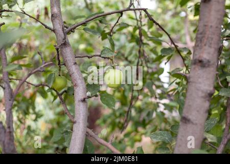 Grüne Äpfel wiegen auf einem Ast im Garten. Unreife Äpfel. Äpfel, die von der Krankheit betroffen sind, auf dem Ast eines Apfelbaums im Garten. Stockfoto