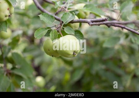 Grüne Äpfel wiegen auf einem Ast im Garten. Unreife Äpfel. Äpfel, die von der Krankheit betroffen sind, auf dem Ast eines Apfelbaums im Garten. Stockfoto