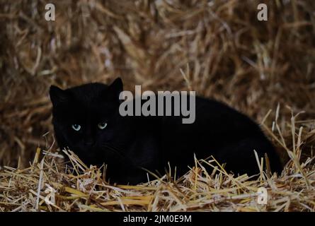 Nahaufnahme einer entzückenden schwarzen Katze auf einem Feld Stockfoto