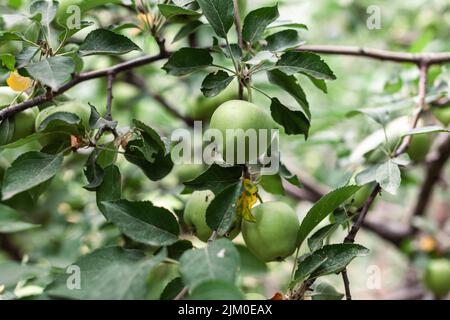 Grüne Äpfel wiegen auf einem Ast im Garten. Unreife Äpfel. Äpfel, die von der Krankheit betroffen sind, auf dem Ast eines Apfelbaums im Garten. Stockfoto