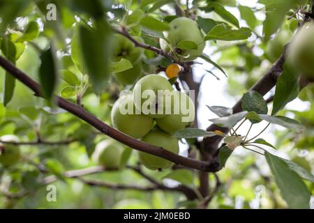 Grüne Äpfel wiegen auf einem Ast im Garten. Unreife Äpfel. Äpfel, die von der Krankheit betroffen sind, auf dem Ast eines Apfelbaums im Garten. Stockfoto