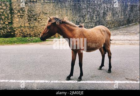 Ein junges Pferd isoliert. Das Pferd steht auf der Straße und sucht Nahrung oder seine Mutter. Stockfoto