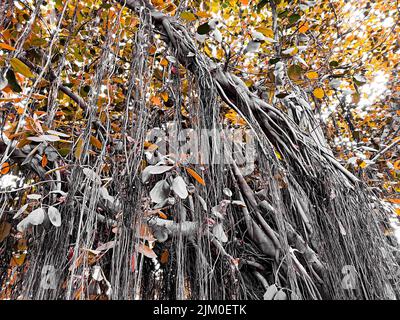 Die Natur eilt nicht, doch alles ist vollbracht Stockfoto