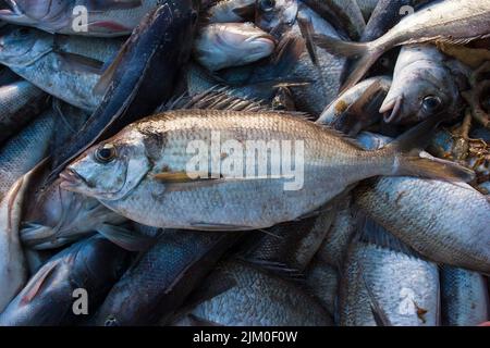 Ein Blick auf das Leben in Neuseeland: Frisch gelandeter Fang von einem Schleppnetzfischfang am Ufer. Einige schöne frische Meeresfische. Tarakihi (Nemadactylus macropterus) Stockfoto