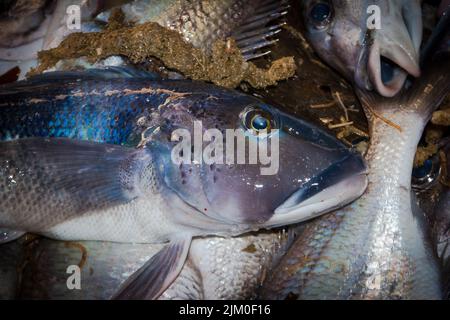 Ein Blick auf das Leben in Neuseeland: Frisch gelandeter Fang von einem Schleppnetzfischfang am Ufer. Einige schöne frische Meeresfische, darunter Blauer Kabeljau und Tarakihi. Stockfoto