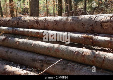 Frisch geschnittene Bäume im Wald, an der Seite einer Forststraße. Stockfoto