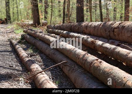 Frisch geschnittene Bäume im Wald, an der Seite einer Forststraße. Stockfoto