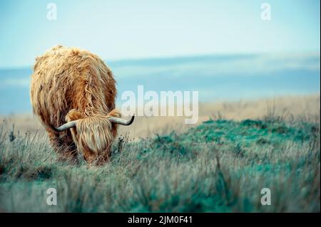 Exmoor-Hochland-Kuhfütterung Stockfoto