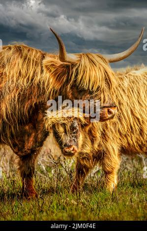 Exmoor Highland Kuh und Kalb Stockfoto