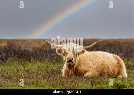 Exmoor Highland Cow Stockfoto