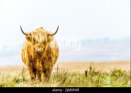 Exmoor Highland Cow Stockfoto