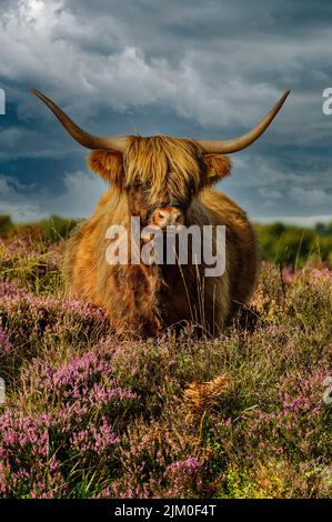 Exmoor Highland Cow steht in der Heide Stockfoto