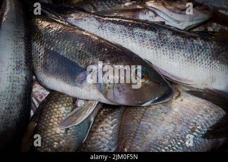 Ein Blick auf das Leben in Neuseeland: Frisch gelandeter Fang von einem Schleppnetzfischfang am Ufer. Einige schöne frische Meeresfische, darunter Blauer Kabeljau und Tarakihi. Stockfoto