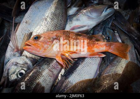 Ein Blick auf das Leben in Neuseeland: Frisch gelandeter Fang von einem Schleppnetzfischfang am Ufer. Einige schöne frische Meeresfische. Seebarsch (Helicolenus barathri). Stockfoto