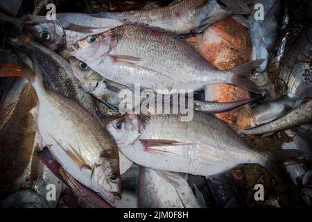 Ein Blick auf das Leben in Neuseeland: Frisch gelandeter Fang von einem Schleppnetzfischfang am Ufer. Einige schöne frische Meeresfische. Tarakihi (Nemadactylus macropterus) Stockfoto