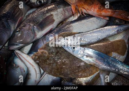 Ein Blick auf das Leben in Neuseeland: Frisch gelandeter Fang von einem Schleppnetzfischfang am Ufer. Einige schöne frische Meeresfische, darunter Blauer Kabeljau und Tarakihi. Stockfoto