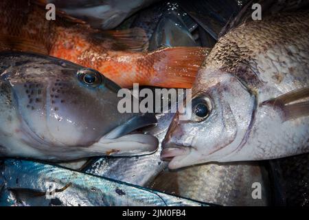 Ein Blick auf das Leben in Neuseeland: Frisch gelandeter Fang von einem Schleppnetzfischfang am Ufer. Einige schöne frische Meeresfische, darunter Blauer Kabeljau und Tarakihi. Stockfoto