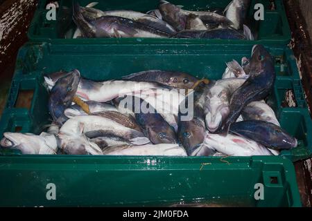 Ein Blick auf das Leben in Neuseeland: Frisch gelandeter Fang von einem Schleppnetzfischfang am Ufer. Einige schöne frische Meeresfische, darunter Blauer Kabeljau und Tarakihi. Stockfoto