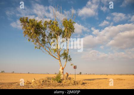 Ein Eukalyptus in der Negev-Wüste, Israel Stockfoto
