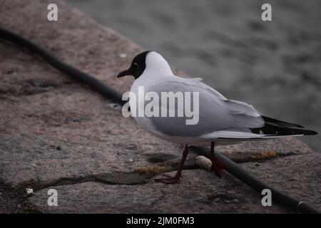 Eine Nahaufnahme der weißen Möwe auf dem Boden Stockfoto