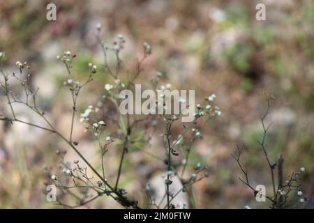 Eine selektive Fokusaufnahme des Atemzugs eines gewöhnlichen Babys (Gypsophila paniculata) Stockfoto