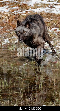 Ein schwarzer britisch-kolumbianischer Wolf am See im Wald an einem verschneiten Wintertag Stockfoto