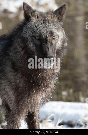 Eine vertikale Nahaufnahme eines alaskischen Innenwolf im Winter im Wald auf einem verschwommenen Hintergrund Stockfoto