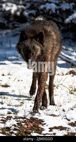 Eine vertikale Nahaufnahme eines alaskischen Innenwolf im Winter im Wald auf einem verschwommenen Hintergrund Stockfoto