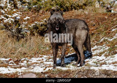 Ein Alaska-Wolf im Inneren im Wald im Winter auf einem verschwommenen Hintergrund Stockfoto